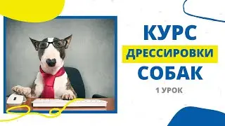 Курс дрессировки собак 