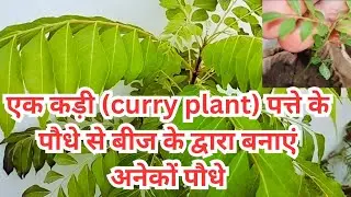 How to grow curry leaves plants from seeds || How curry leaves plant seeds harvesting and growing