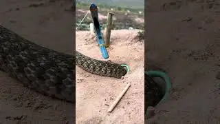 Snake Trap Using a lock That Work 100%