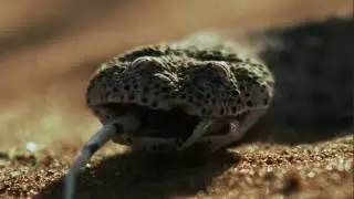 The snake hides in the sand and attacks the lizards!