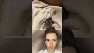 Кролик 