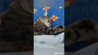 #kedi #kedilervadisi #kediler #shorts #shortvideo #keşvetbeniöneçıkar #keşvetedüş