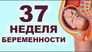 Что происходит с ребенком и мамой на 37 неделе беременности? 9 месяц беременности. Третий триместр.