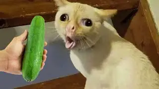 Funniest Animals 2023 🤣 Best Cats and Dogs Videos 😸🐶 Part 4