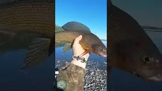 Trophy grayling on a mountain river in YAKUTIA. 