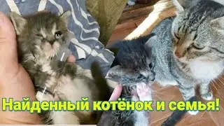 Найденный больной котёнок и его новая семья Маленькие пушистики