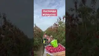 #жумыс #англия