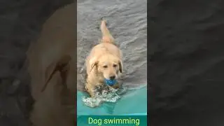 The dog 🐕 loves swimming in the river#6kviral#shorts