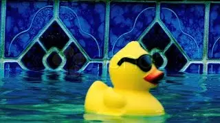 Mr Cool Duck. Stock Footage