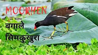 Moorhen Bird: Secrets of the Wetlands Revealed