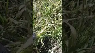 ячмень вымерз