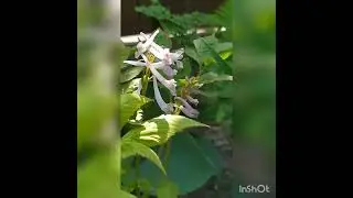 Хохлатка, красивое нежное растение. Некоторые виды и сорта, которые растут в моем саду