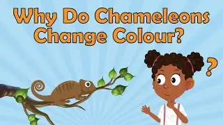 Why Do Chameleons Change Colour? | Chameleons Facts | Animal Facts For Kids | Facts About Reptiles