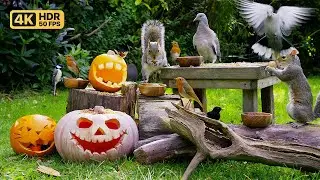 Cat TV for Cats to Watch 🎃 Halloween Birds & Squirrels 🕊️ Bird Videos & Cat Games