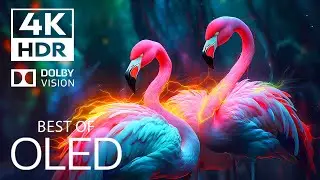 Best 4K HDR 60FPS Dolby Vision OLED 2024  |  Cinematic music (Animal Colorful Life)