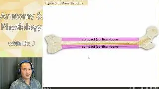 A&P 1 (PHYL 141) | Bone | (Long) Bone Anatomy