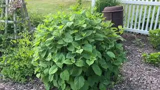 How to Trim Hydrangeas Update