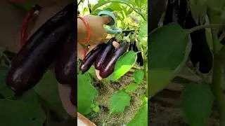 Organic Garden Harvest 02 ❤️||  What we harvested Today #brinjal #cucumber 😊☺️🍀 #organic #vegetables