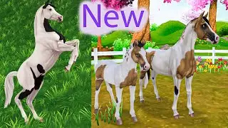 NEW Pintabian Pinto Arabian Horses in Star Stable