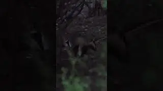 Wildlife Videography is all about patience #badgers #swisswildlife #swissnature #wildlifephotography