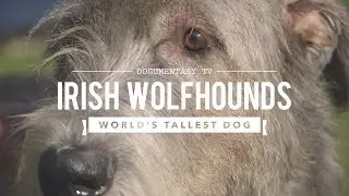 ALL ABOUT IRISH WOLFHOUNDS: THE WORLD'S TALLEST DOG