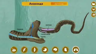 Анатомия анаконды.