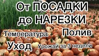 1/20ВЫРАЩИВАНИЕ ЛУКА НА ПЕРО от А до Я. growing onions on a feather from A to Z