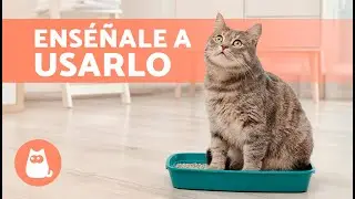 Cómo ENSEÑAR a un GATO a USAR el ARENERO 🐱✅ (Bebés y Adultos)