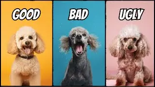 Owning a Poodle: The Good, The Bad, The Ugly