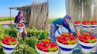 ANNEM YENİ KÖY EVİ 😍 KIŞIN NEFİS YEMEKLER İÇİN BİBER HASADI country life vlog