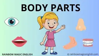 Le parti del corpo in inglese | Body Parts