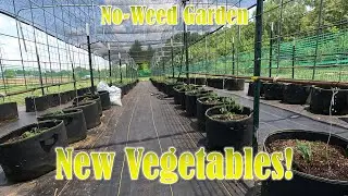 No-Weed Garden:  Transplanting New Vegetables