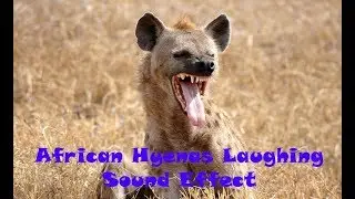 Animal Sounds: African Hyenas Laughing Sound Effect