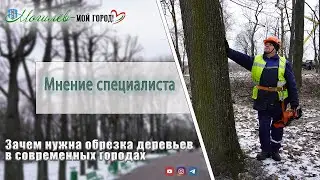 ЗАЧЕМ НУЖНА САНИТАРНАЯ ОБРЕЗКА ДЕРЕВЬЕВ? / Мнение специалиста