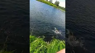 Pike fishing. Рыбалка на щуку. #shorts