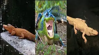 Alligators || One of the Giant Lizard || Alligators Trivia