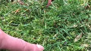 Use Dawn dish soap to kill moss in lawn grass