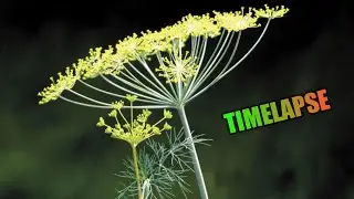КАК РАСТЕТ УКРОП / RELAX БОНУС-ВИДЕО / УСКОРЕННАЯ СЪЕМКА TIMELAPSE