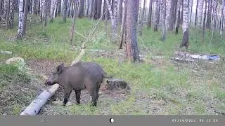 Кабан ходит активно все зерно съедает. фото ловушки работают исправно. 