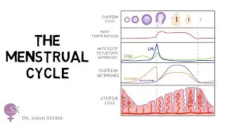 The Menstrual Cycle