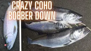 CRAZY COHO CANAL SALMON FISHING ACTION - Vedder River Bobber Down