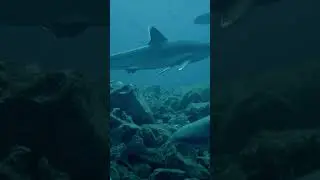 ¿Cómo duermen los tiburones? 🦈​​