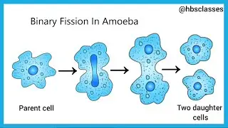 Reproduction In Animals || Asexual Reproduction || NCERT || Science || Ch-9 || class8 ||