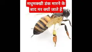 Why does a bee die after stinging?धुमक्खी डंक मारने के बाद मर क्यों जाती है ?#facts #shorts