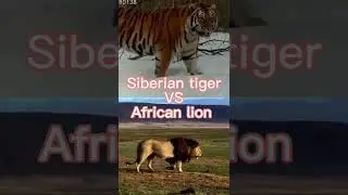 Siberian tiger VS African lion