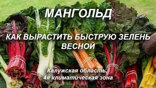 Как вырастить быструю зелень весной. Мангольд