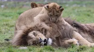 Lion Cubs Play With Dad