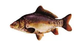 Зеркальный карп (Cyprinus carpio)