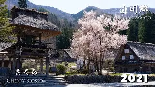 Cherry Blossoms in Shirakawa-go 2021