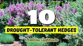 🚫 PRIVACY & DROUGHT? 10 Drought-Tolerant Hedges for Southern California! 🏡✨